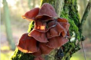 Auricularia polytricha1