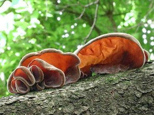 Auricularia polytricha2