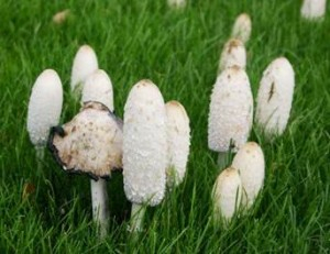 Coprinus comatus1