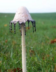 Coprinus comatus2