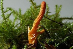 Coprinus sinensis2