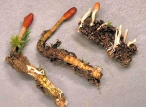 Cordyceps sinensis1