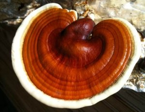 Ganoderma lucidum1