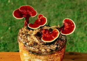 Ganoderma lucidum2