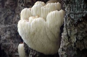 Hercicium ericaceus1