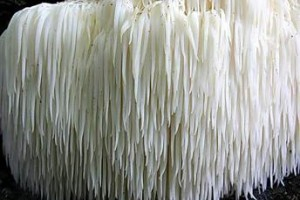 Hericium ericaceus2