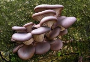 Pleurotus ostreatus1