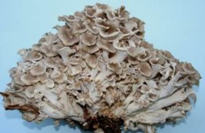 Polyporus umbellatus1