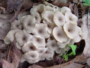 Polyporus umbellatus2