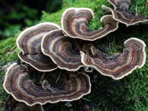 Trametes versicolor1