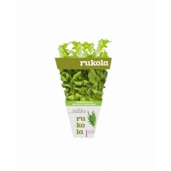 Rukola w doniczce 1 sztuka Baziółka cena 5,80zł